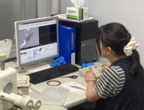 理数探究～SAP報告書～